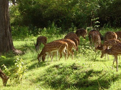 Ooty - Mudumalai (from Coimbatore)