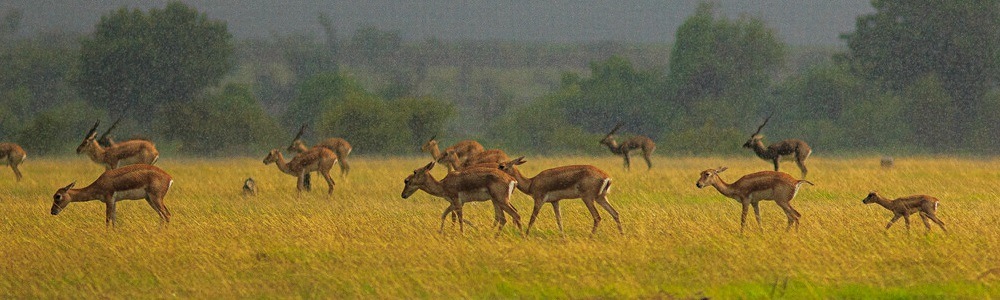 5 Best wildlife Sanctuaries in Andhra Pradesh 