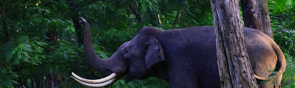 26 Best National Parks & Wildlife Sanctuaries near Bangalore