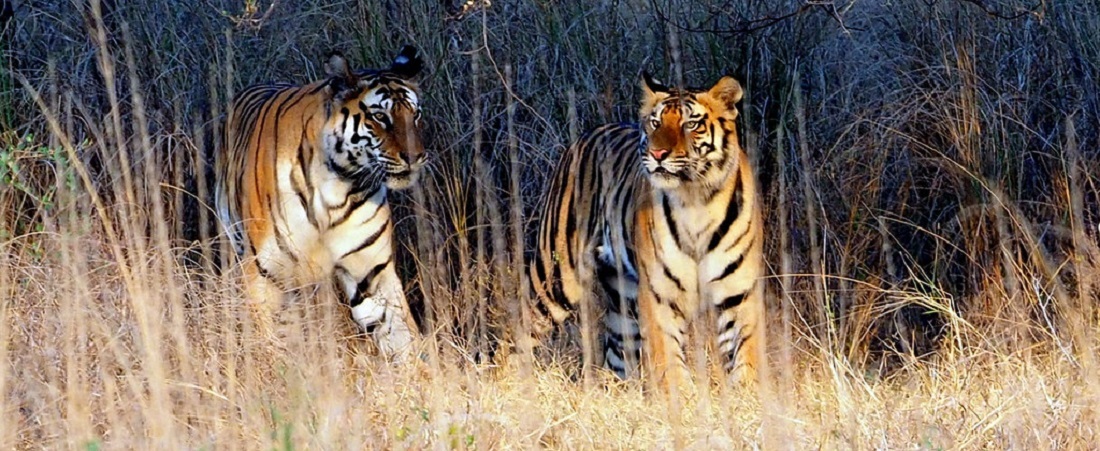 4 Best Wildlife Sanctuaries near Lucknow