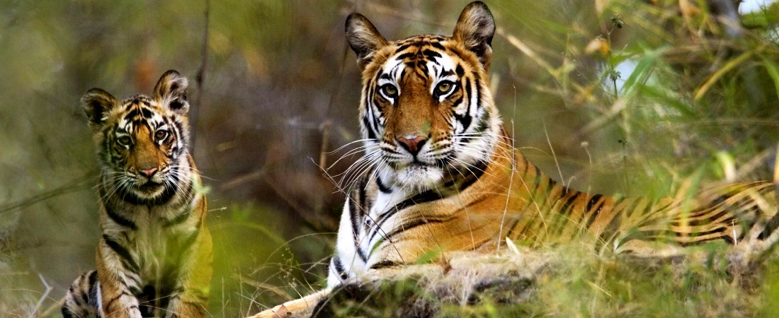 Bandhavgarh National Park Tour Packages