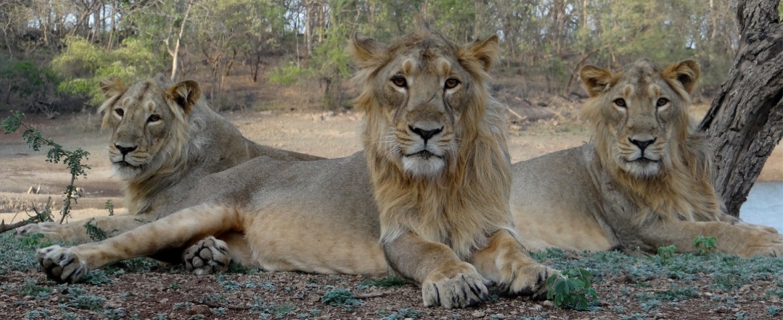 Gir National Park Tour Packages