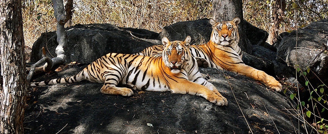 2 Pench National Park Tour Packages At ₹5500 Pp, Grab 20% Off - Book ...