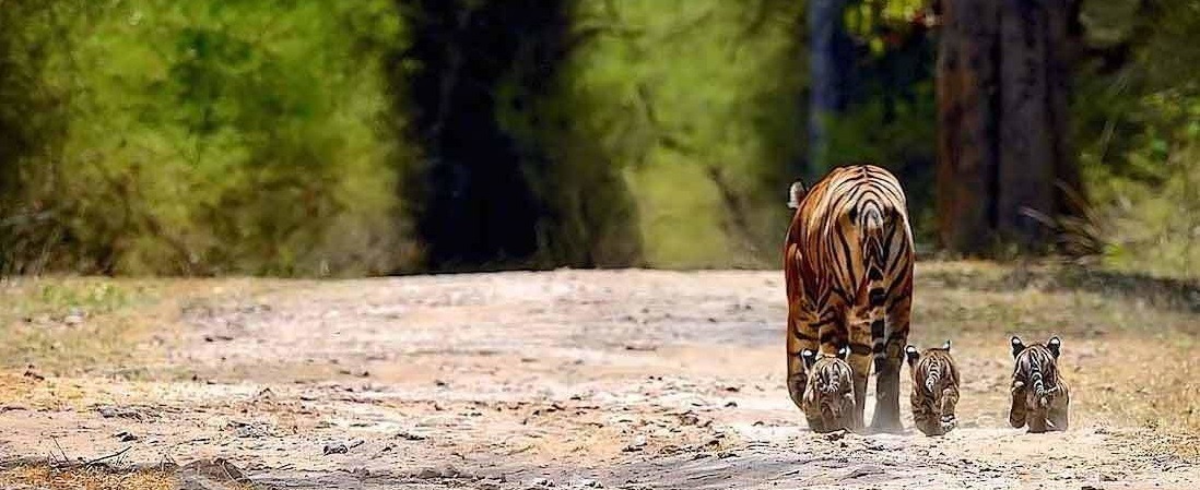 Ranthambore National Park Tour Packages