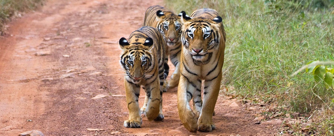 Tadoba National Park Tour Packages